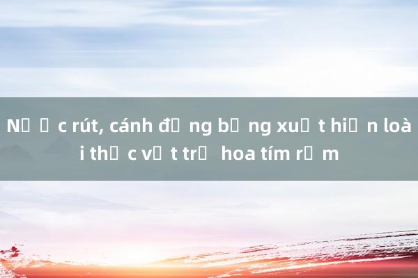 Nước rút， cánh đồng bỗng xuất hiện loài thực vật trổ hoa tím rịm